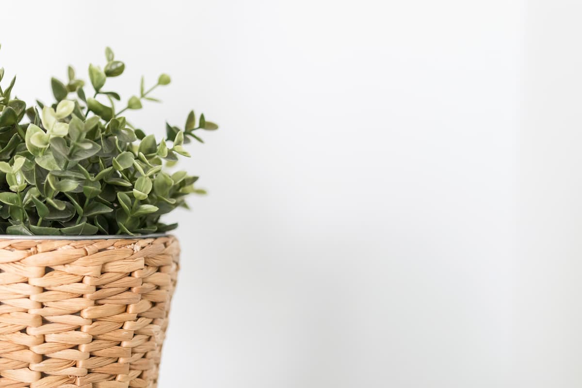 Banner Default Background