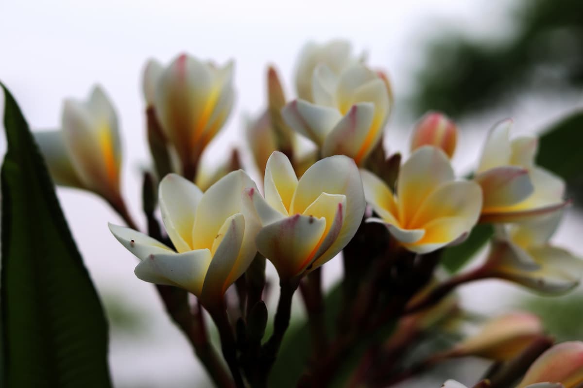 Banner Default Background