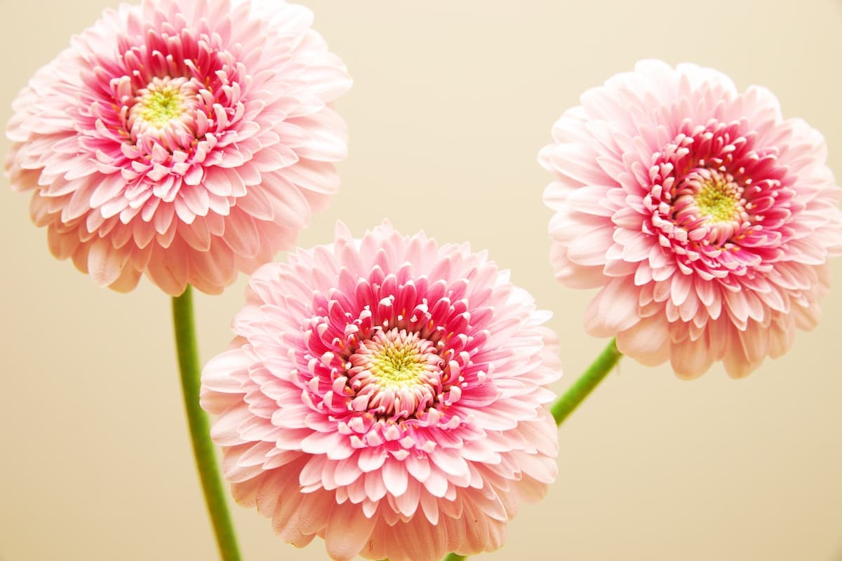 Banner Default Background