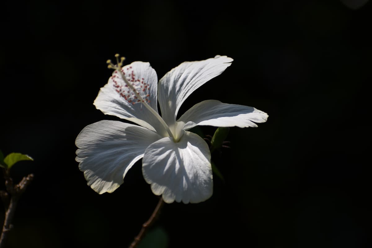 Banner Default Background