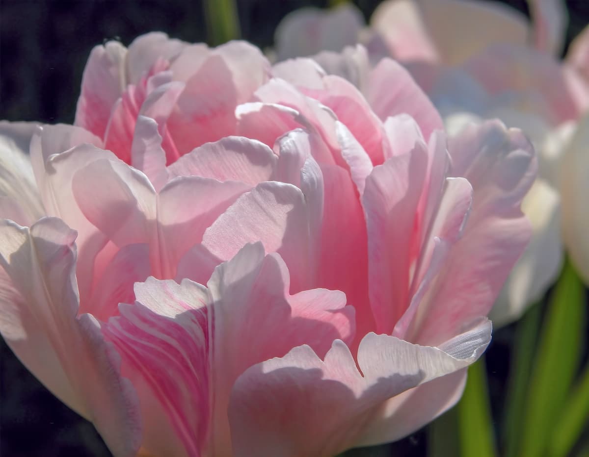 Banner Default Background